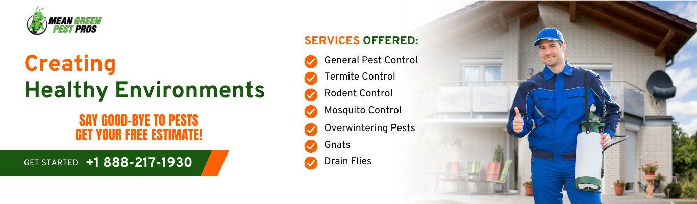 DIY Versus Professional Rodent Control Services